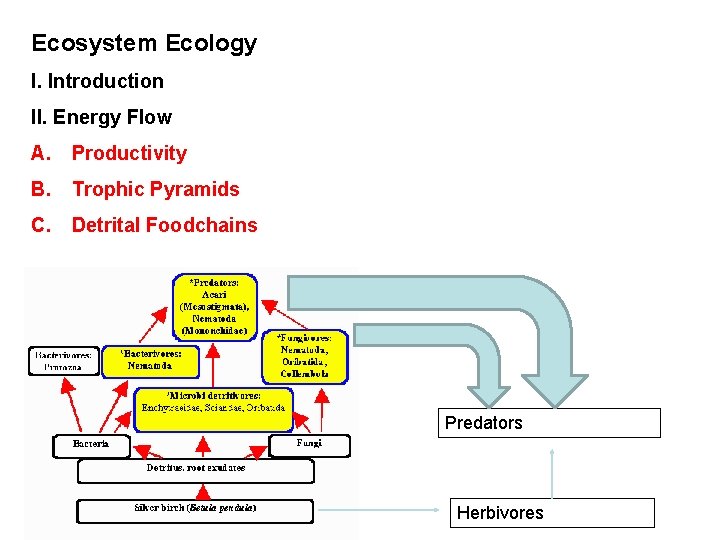 Ecosystem Ecology I. Introduction II. Energy Flow A. Productivity B. Trophic Pyramids C. Detrital