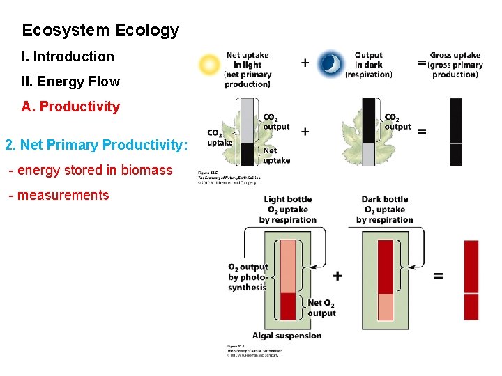 Ecosystem Ecology I. Introduction II. Energy Flow A. Productivity 2. Net Primary Productivity: -