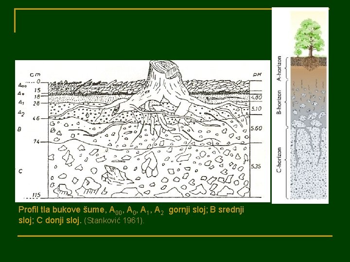 Profil tla bukove šume, A 00, A 1, A 2 gornji sloj; B srednji