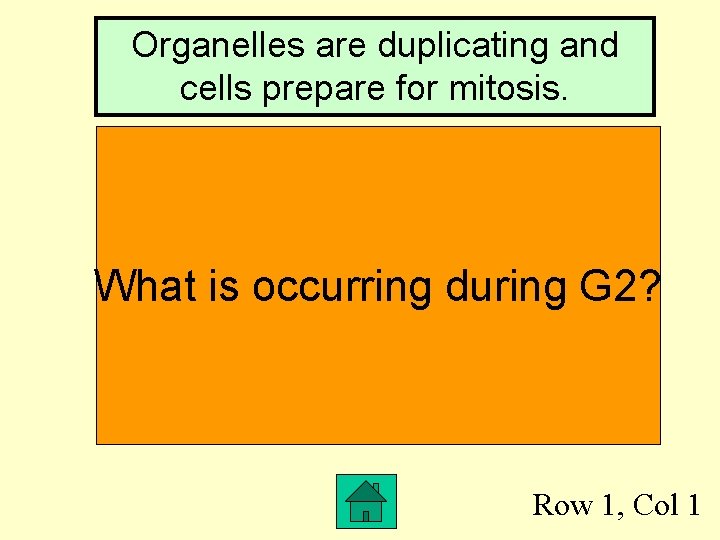 Organelles are duplicating and cells prepare for mitosis. 146 bps What is occurring during