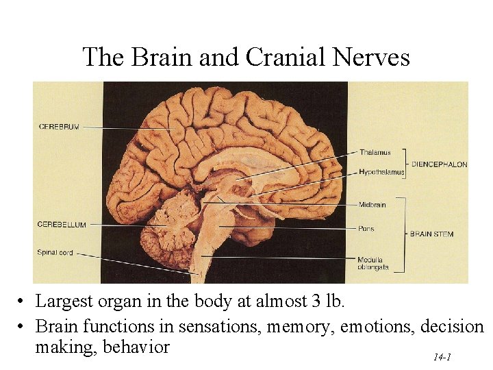 The Brain and Cranial Nerves • Largest organ in the body at almost 3