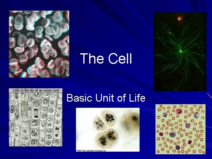 The Cell Basic Unit of Life 