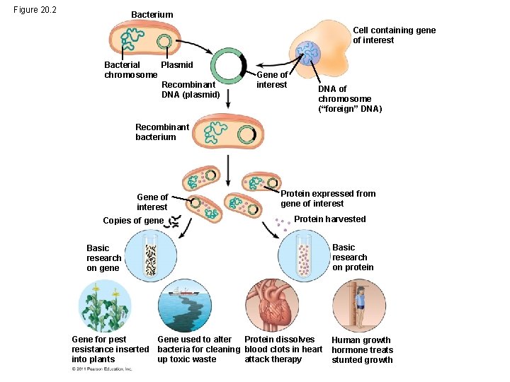 Figure 20. 2 Bacterium Cell containing gene of interest Bacterial Plasmid chromosome Recombinant DNA
