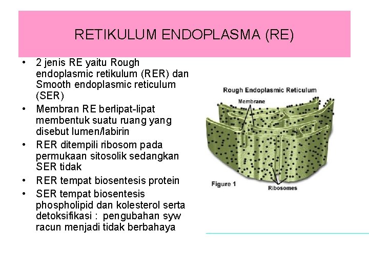 RETIKULUM ENDOPLASMA (RE) • 2 jenis RE yaitu Rough endoplasmic retikulum (RER) dan Smooth