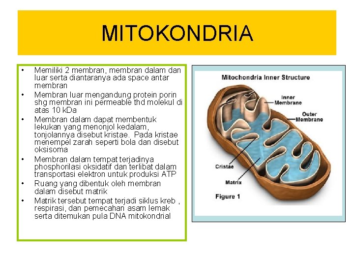 MITOKONDRIA • • • Memiliki 2 membran, membran dalam dan luar serta diantaranya ada
