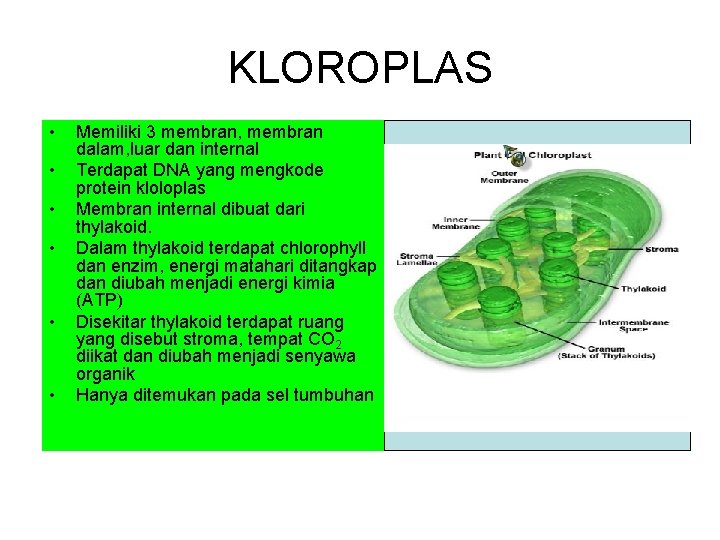 KLOROPLAS • • • Memiliki 3 membran, membran dalam, luar dan internal Terdapat DNA