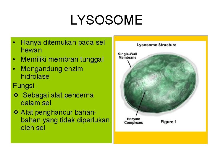 LYSOSOME • Hanya ditemukan pada sel hewan • Memiliki membran tunggal • Mengandung enzim