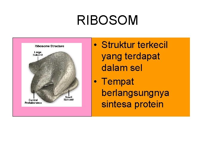 RIBOSOM • Struktur terkecil yang terdapat dalam sel • Tempat berlangsungnya sintesa protein 