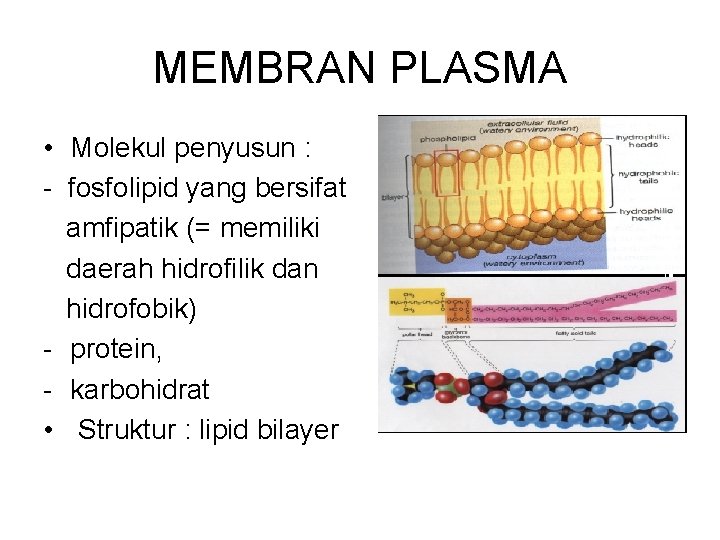 MEMBRAN PLASMA • Molekul penyusun : - fosfolipid yang bersifat amfipatik (= memiliki daerah