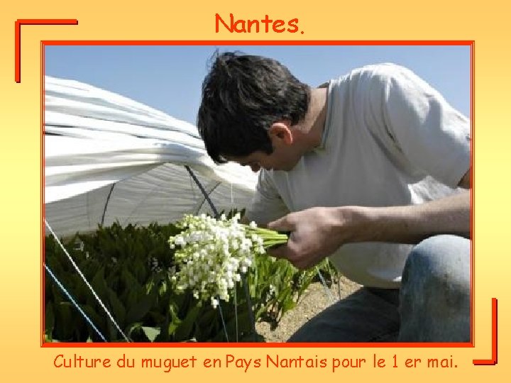 Nantes. Culture du muguet en Pays Nantais pour le 1 er mai. 