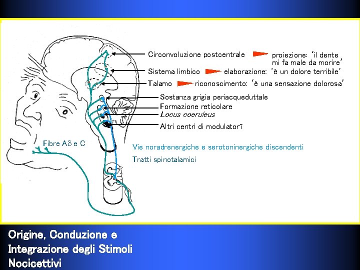 Circonvoluzione postcentrale Sistema limbico Talamo proiezione: ‘il dente male’da morire’ mi fa male elaborazione: