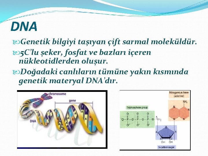 DNA Genetik bilgiyi taşıyan çift sarmal moleküldür. 5 C’lu şeker, fosfat ve bazları içeren