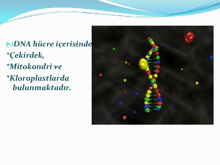  DNA hücre içerisinde, *Çekirdek, *Mitokondri ve *Kloroplastlarda bulunmaktadır. 