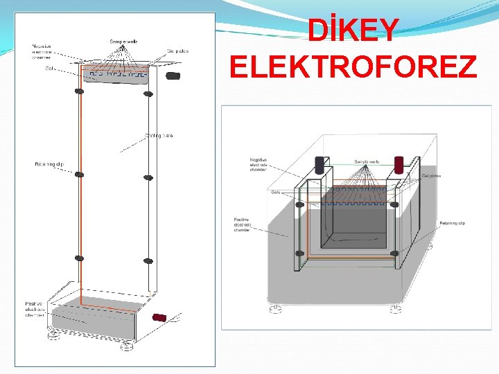 DİKEY ELEKTROFOREZ 