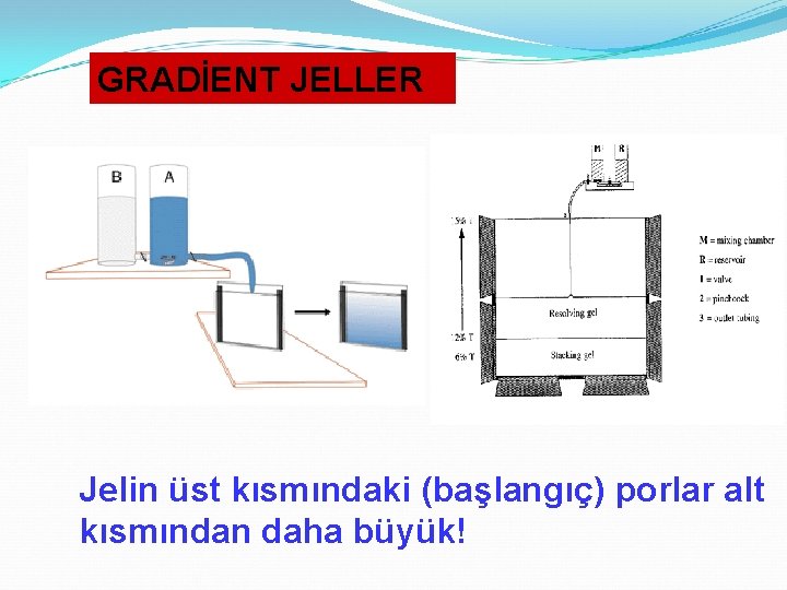 GRADİENT JELLER Jelin üst kısmındaki (başlangıç) porlar alt kısmından daha büyük! 