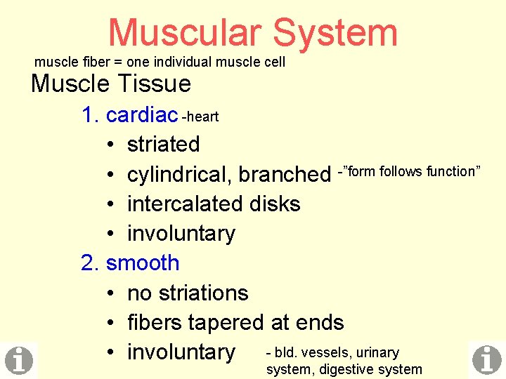 Muscular System muscle fiber = one individual muscle cell Muscle Tissue 1. cardiac -heart