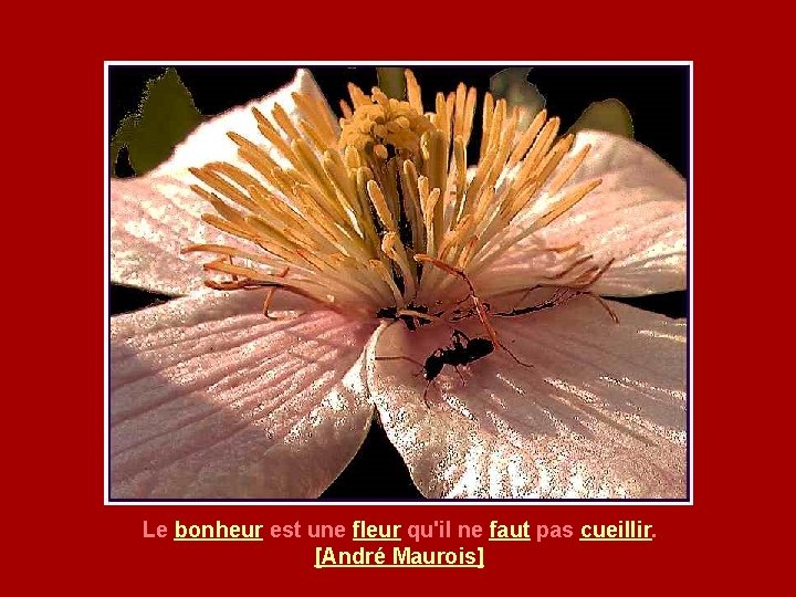 Le bonheur est une fleur qu'il ne faut pas cueillir. [André Maurois] 