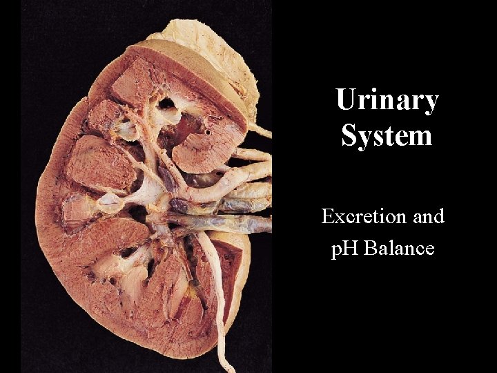 Urinary System Excretion and p. H Balance 