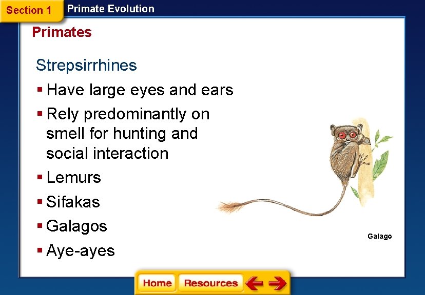 Section 1 Primate Evolution Primates Strepsirrhines § Have large eyes and ears § Rely