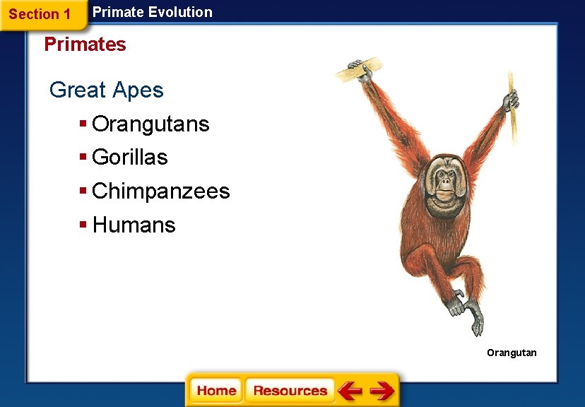 Section 1 Primate Evolution Primates Great Apes § Orangutans § Gorillas § Chimpanzees §