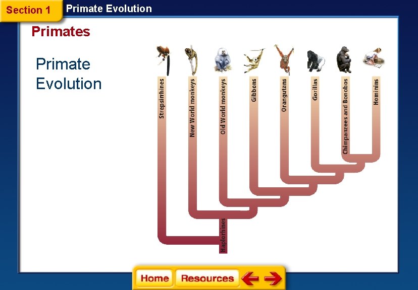 Section 1 Primate Evolution Primates Primate Evolution 