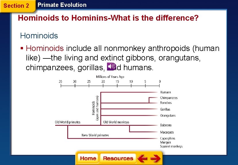 Section 2 Primate Evolution Hominoids to Hominins-What is the difference? Hominoids § Hominoids include