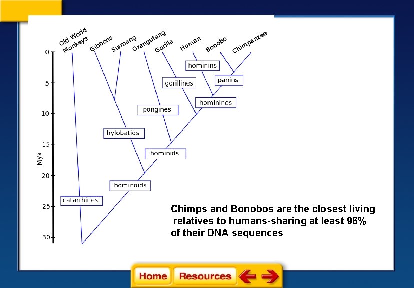 Chimps and Bonobos are the closest living relatives to humans-sharing at least 96% of