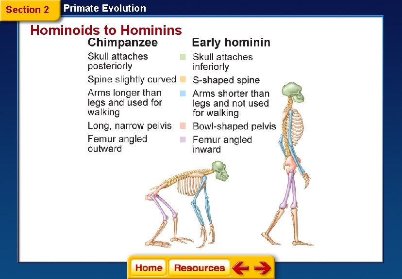Section 2 Primate Evolution Hominoids to Hominins 
