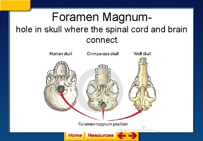 Foramen Magnumhole in skull where the spinal cord and brain connect 