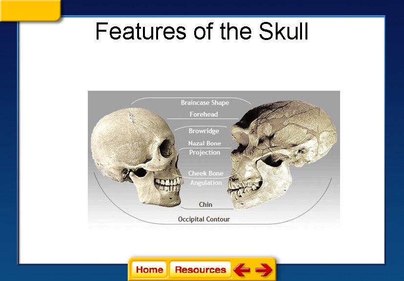 Features of the Skull 