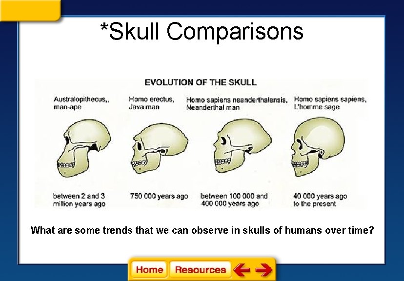 *Skull Comparisons What are some trends that we can observe in skulls of humans