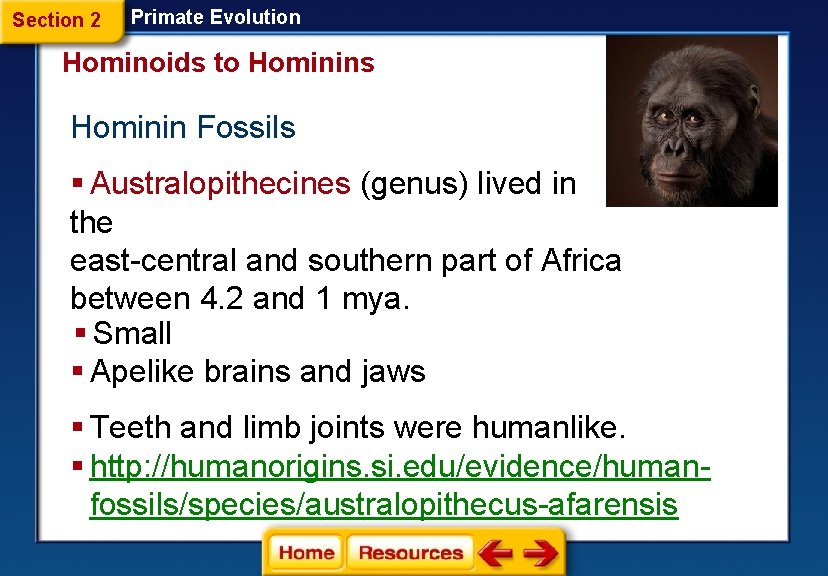 Section 2 Primate Evolution Hominoids to Hominins Hominin Fossils § Australopithecines (genus) lived in