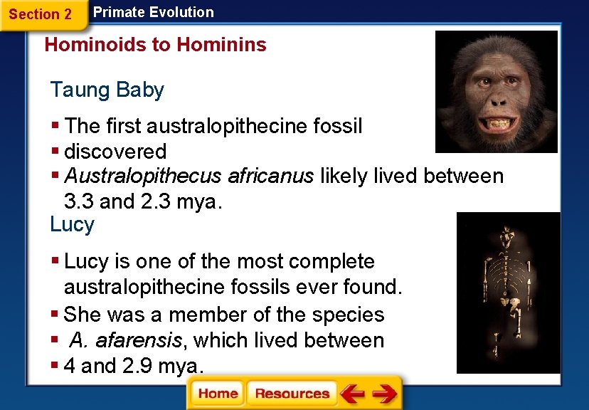 Section 2 Primate Evolution Hominoids to Hominins Taung Baby § The first australopithecine fossil