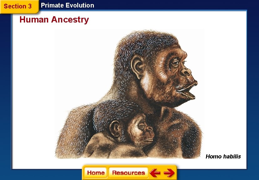 Section 3 Primate Evolution Human Ancestry Homo habilis 