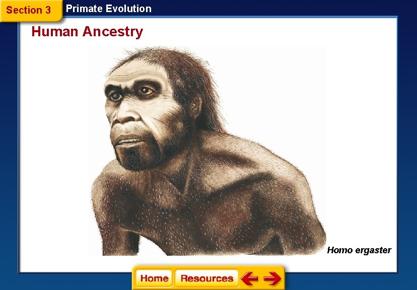 Section 3 Primate Evolution Human Ancestry Homo ergaster 