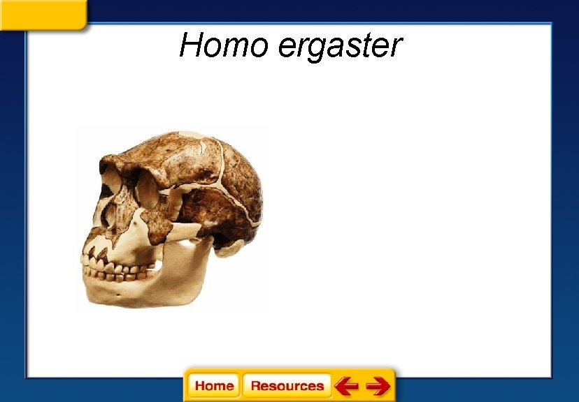 Homo ergaster 