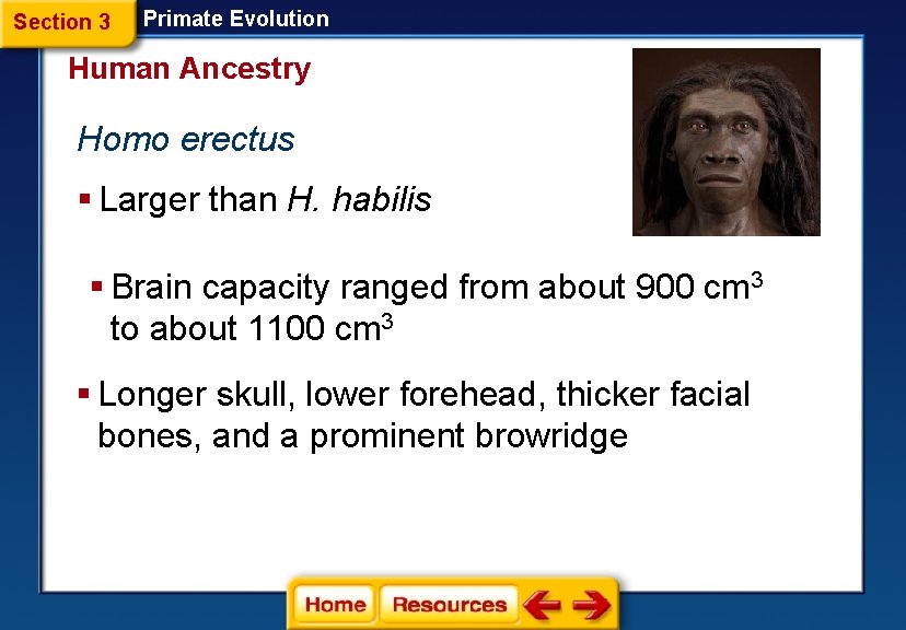 Section 3 Primate Evolution Human Ancestry Homo erectus § Larger than H. habilis §