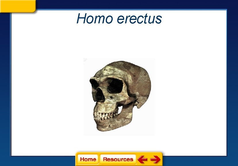 Homo erectus 