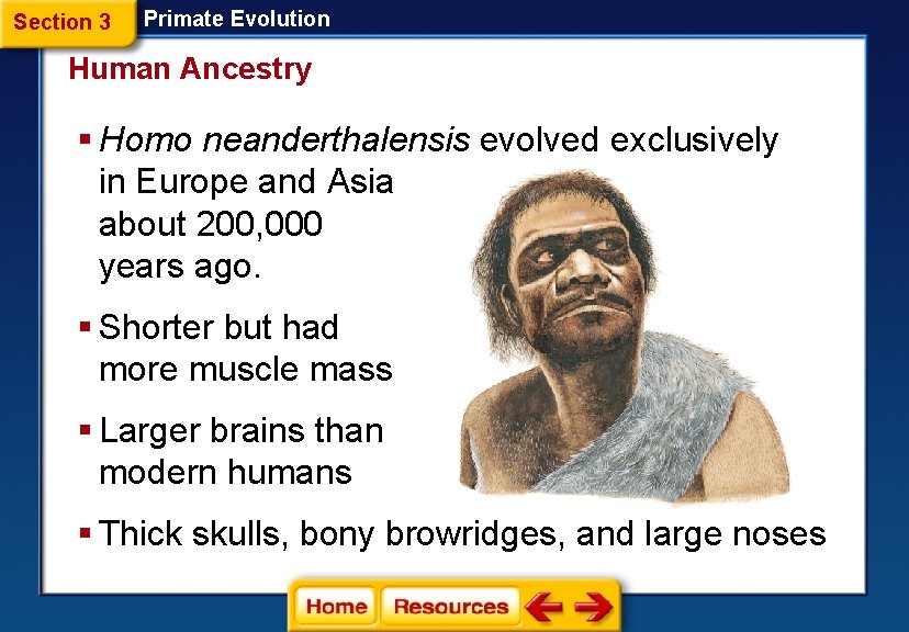 Section 3 Primate Evolution Human Ancestry § Homo neanderthalensis evolved exclusively in Europe and
