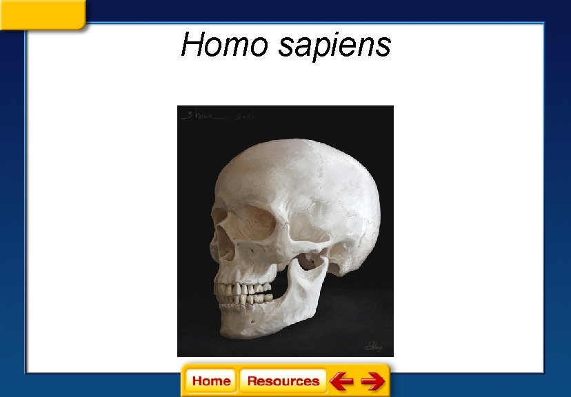 Homo sapiens 