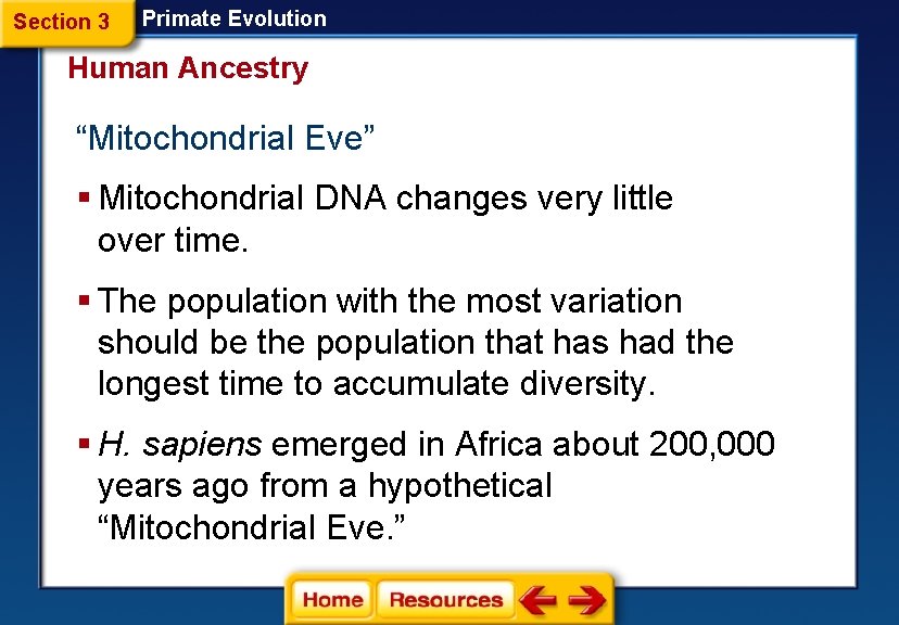 Section 3 Primate Evolution Human Ancestry “Mitochondrial Eve” § Mitochondrial DNA changes very little