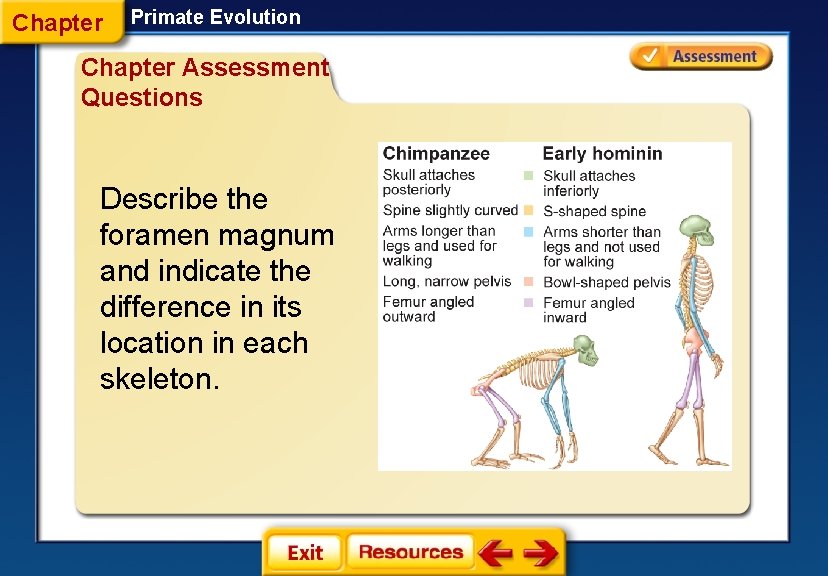 Chapter Primate Evolution Chapter Assessment Questions Describe the foramen magnum and indicate the difference