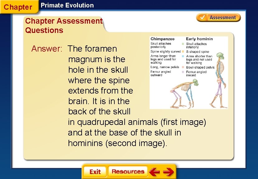 Chapter Primate Evolution Chapter Assessment Questions Answer: The foramen magnum is the hole in