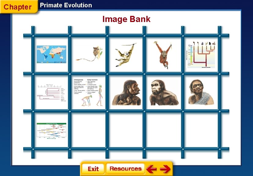 Chapter Primate Evolution Image Bank 