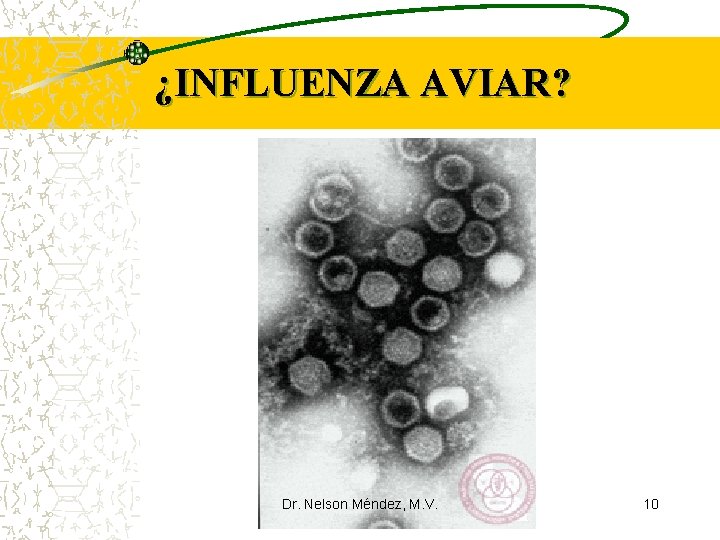 ¿INFLUENZA AVIAR? Dr. Nelson Méndez, M. V. 10 