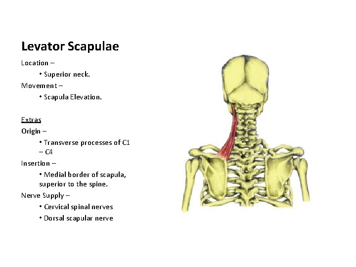Levator Scapulae Location – • Superior neck. Movement – • Scapula Elevation. Extras Origin