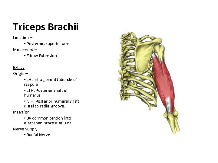 Triceps Brachii Location – • Posterior, superior arm Movement – • Elbow Extension Extras