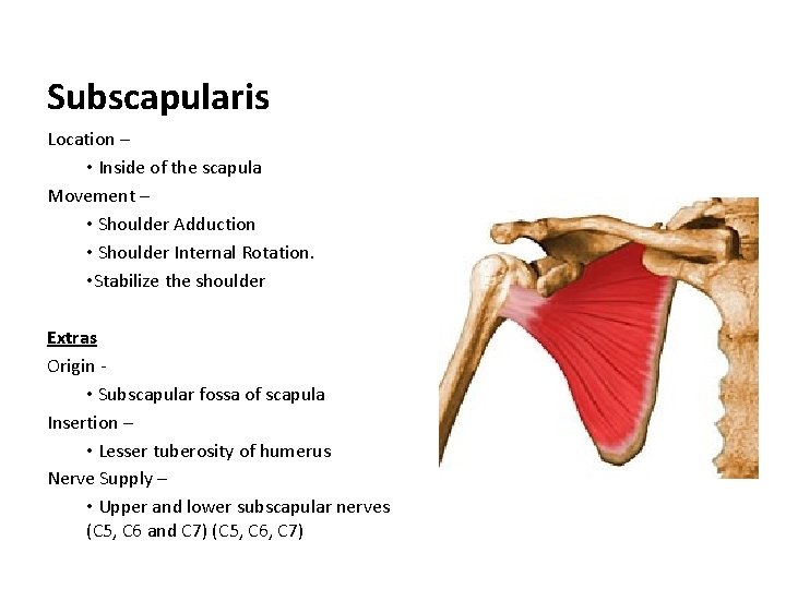 Subscapularis Location – • Inside of the scapula Movement – • Shoulder Adduction •