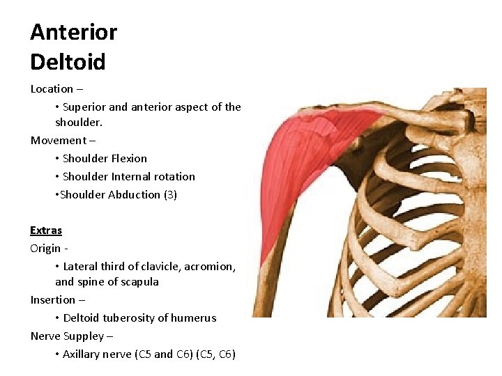 Anterior Deltoid Location – • Superior and anterior aspect of the shoulder. Movement –