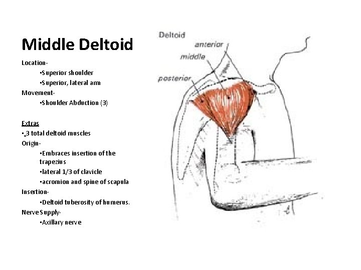 Middle Deltoid Location • Superior shoulder • Superior, lateral arm Movement • Shoulder Abduction